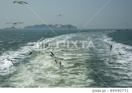 韓国 海 カモメ 89490751