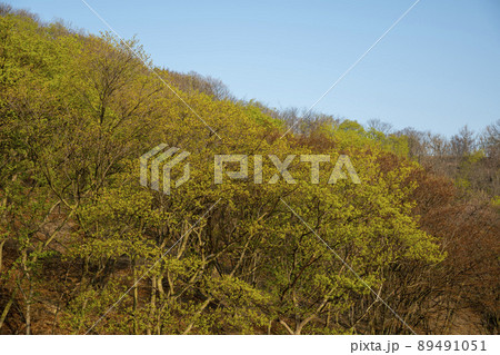 風景 木 自然 89491051