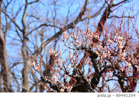 白梅の花 白梅の花 89491204