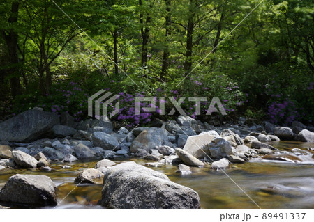 チョウセンヤマツツジ ダルグン谷 南原市 89491337