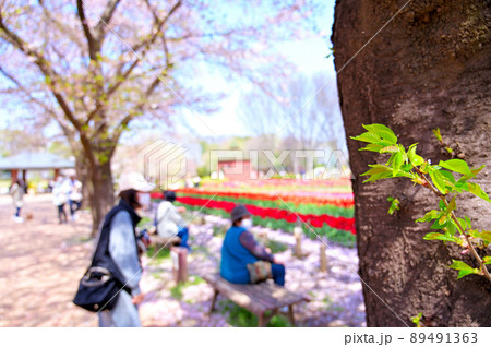 深谷グリーンパーク(アクアパラダイスパティオ)チューリップと桜のコラボ 埼玉県深谷市 深谷グリーンパーク(アクアパラダイスパティオ)チューリップと桜のコラボ 埼玉県深谷市 89491363