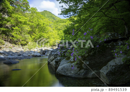 チョウセンヤマツツジ 南原市 風景 89491539