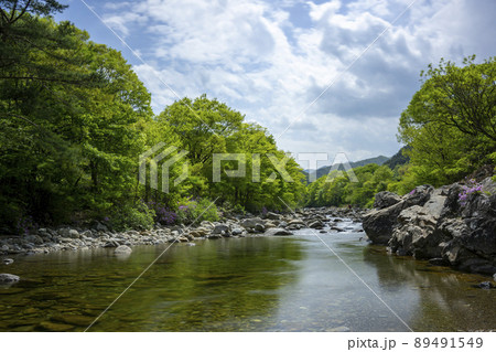 風景 森 チョウセンヤマツツジ 89491549