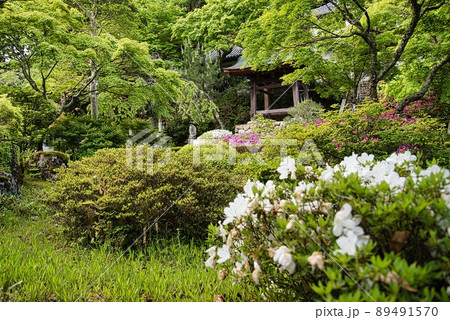 延命寺（初夏　早朝　境内　樹々　白いツツジ　庭） 89491570