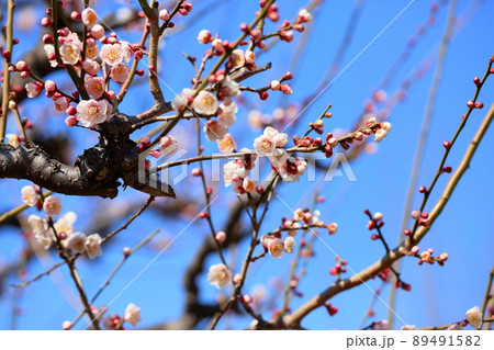 ライトピンクの梅の花 89491582