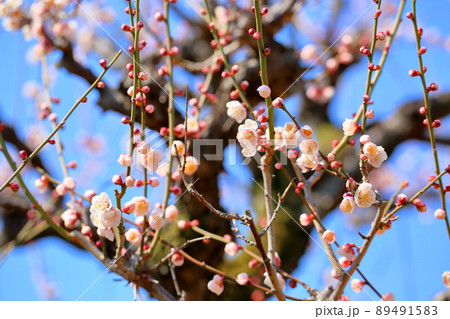 ライトピンクの梅の花 ライトピンクの梅の花 89491583