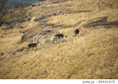 徳積島 鹿 野生動物 89491670