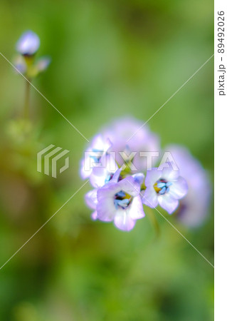 こどものくにのバラ園 89492026