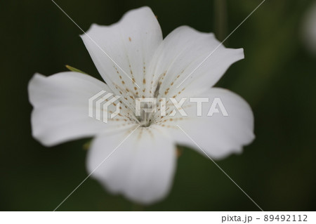 アグロステンマ　0002 89492112