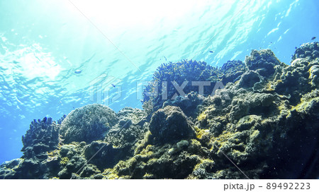 沖縄　阿嘉島のニシハマビーチ　水中写真 89492223