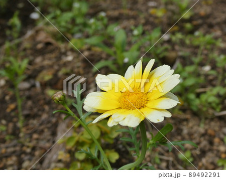 シュンギクの花　Crown daisy 89492291
