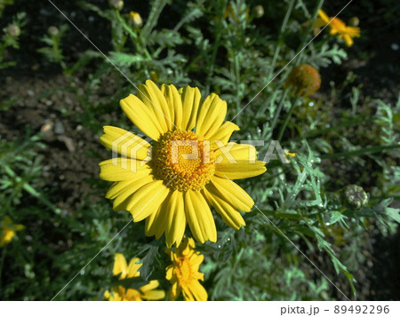 シュンギクの花　Crown daisy 89492296