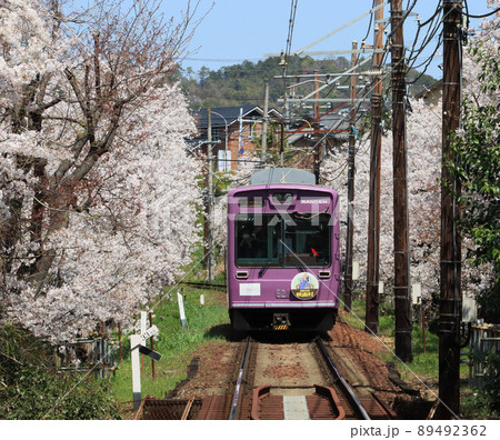 京福電鉄 桜のトンネルを走る電車 京福電鉄 桜のトンネルを走る電車 89492362