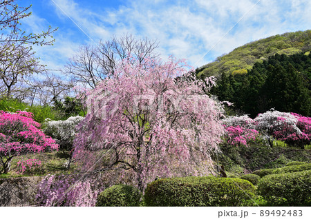 小夜戸・大畑花桃街道 弘前の枝垂れ桜 群馬県みどり市 小夜戸・大畑花桃街道 弘前の枝垂れ桜 群馬県みどり市 89492483