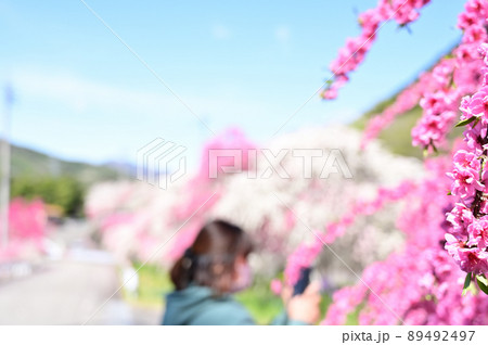 小夜戸・大畑花桃街道　スマホで写真を撮る女性　群馬県みどり市 89492497