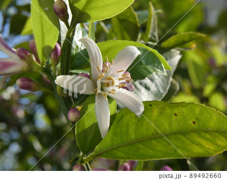 レモンの花　Lemon 89492660
