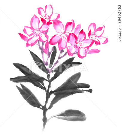 水墨画技法で描いた夾竹桃 89492762