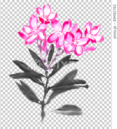 水墨画技法で描いた夾竹桃 89492762