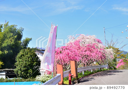 小夜戸・大畑花桃街道　群馬県みどり市 89492770
