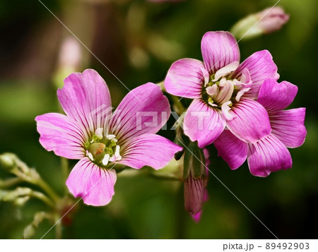 ムラサキカタバミの花　ムラサキカタバミ 89492903