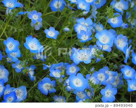 ネモフィラ ネモフィラ 89493040