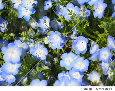 ネモフィラ ネモフィラ 89493044