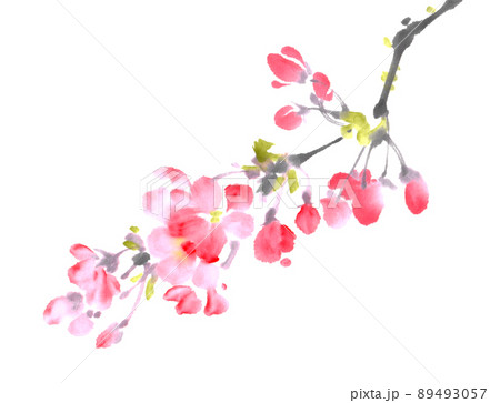 水墨画技法で描いた桜の枝のイラスト素材 [89493057] - PIXTA