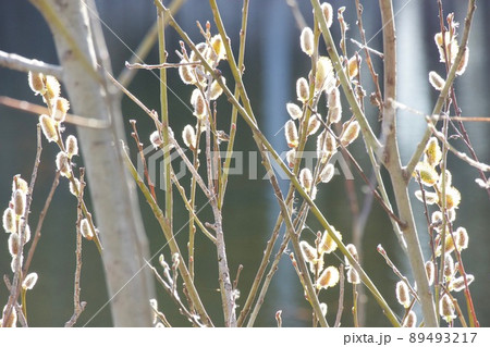朝陽に輝くネコヤナギ 朝陽に輝くネコヤナギ 89493217