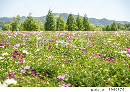 シャクヤク 風景 植物 89493744
