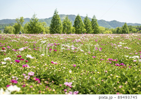 シャクヤク 風景 植物 89493745