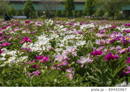 シャクヤク 韓国 植物 89493967