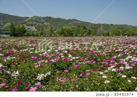 シャクヤク 風景 植物 89493974