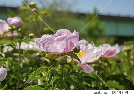 シャクヤク 植物 花 89493992