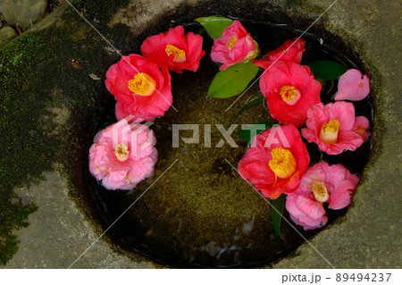 椿のお寺、霊鑑寺 89494237