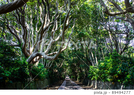 【茨城県・酒列磯前神社】神秘的な古木アーチの参道 89494277