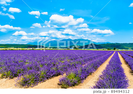 北海道上富良野町 ラベンダー畑と十勝連峰　～ラベンダーイースト～ 89494312