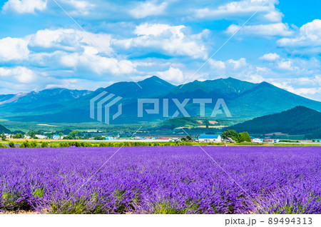 北海道上富良野町 ラベンダー畑と十勝連峰 ~ラベンダーイースト~ 北海道上富良野町 ラベンダー畑と十勝連峰 ~ラベンダーイースト~ 89494313