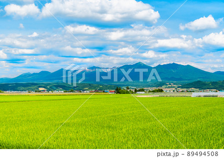 北海道　上富良野町の夏景色　～麦畑と十勝連峰～ 89494508