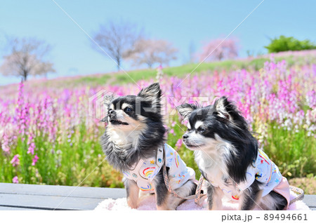 キンギョソウが満開の公園でお散歩チワワ　多頭飼い 89494661