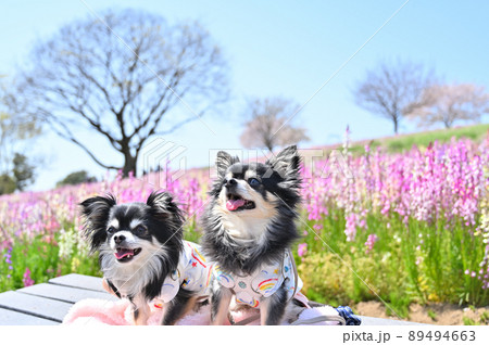 キンギョソウが満開の公園でお散歩チワワ　多頭飼い 89494663