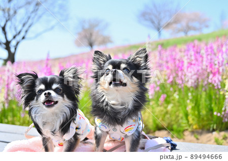 キンギョソウが満開の公園でお散歩チワワ　多頭飼い 89494666
