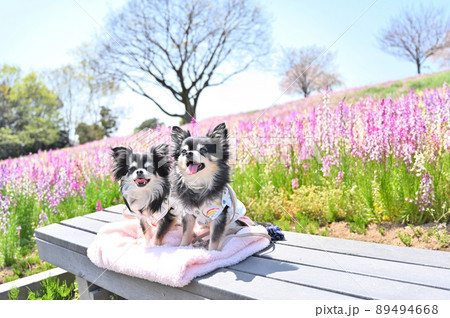 キンギョソウが満開の公園でお散歩チワワ　多頭飼い 89494668