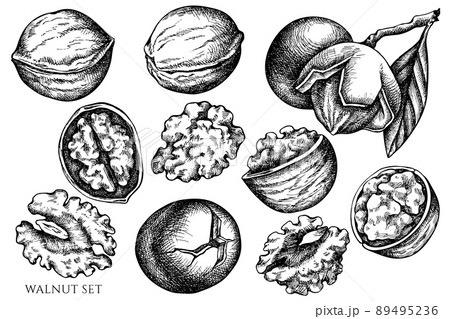 Vector set of hand drawn black and white walnut Vector set of hand drawn black and white walnut 89495236