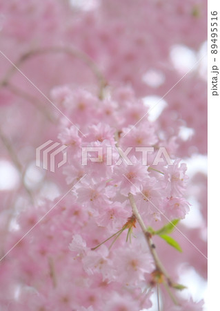 ピンクのボール、桜 89495516