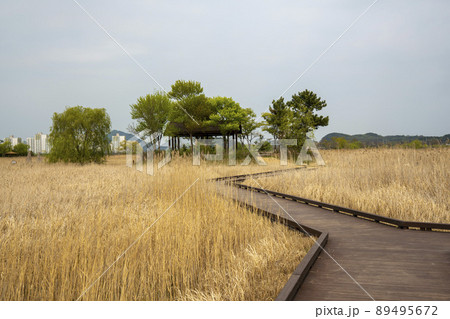 生態公園 風景 仁川 89495672