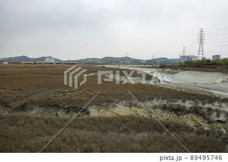 生態公園 風景 仁川 89495746