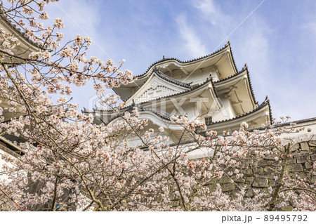 桜咲く伊賀上野城 桜咲く伊賀上野城 89495792