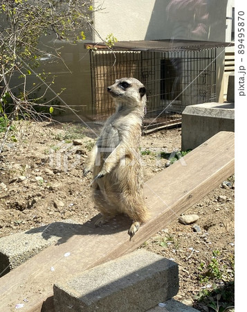 ミーアキャット sddefault.jpg