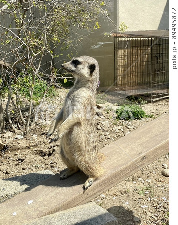 ミーアキャットの立ち姿 89495872