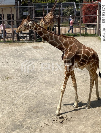動物園のキリン 動物園のキリン 89495874